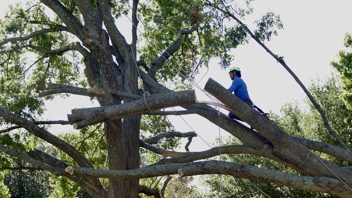 Professional Hazardous Tree Removal performed by certified arborists in Bondville